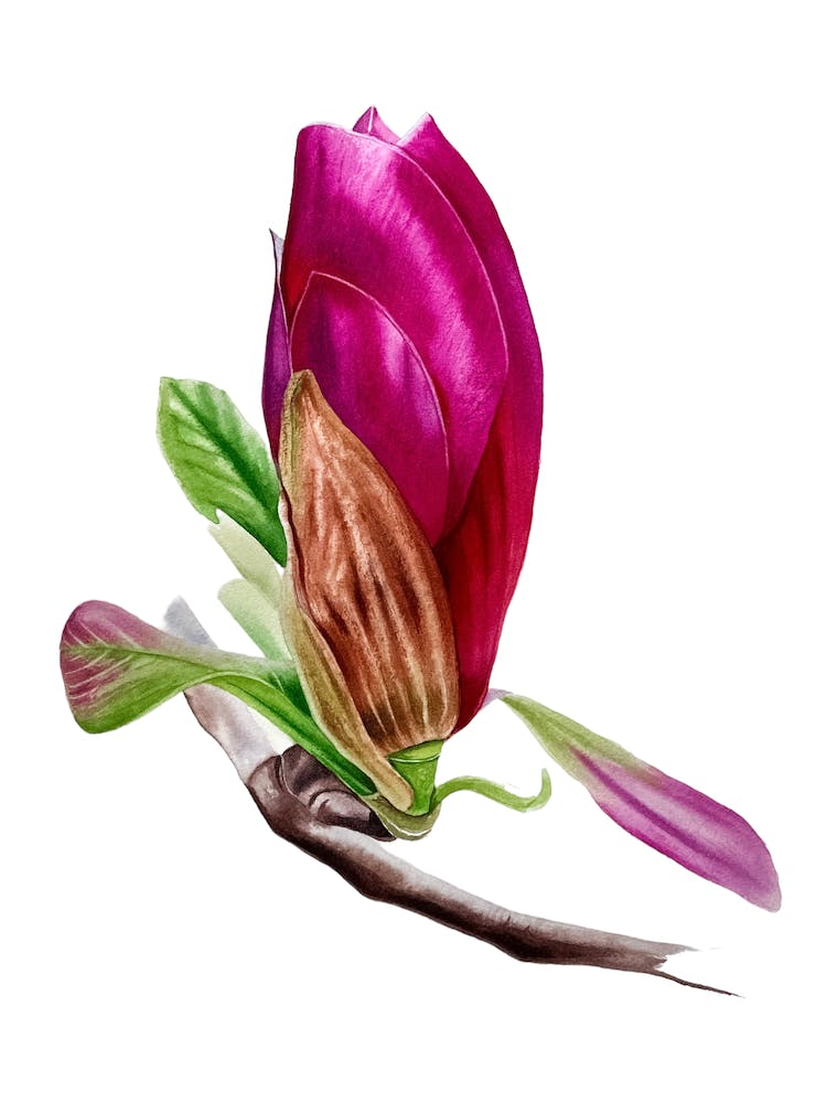 Magnolia Bud