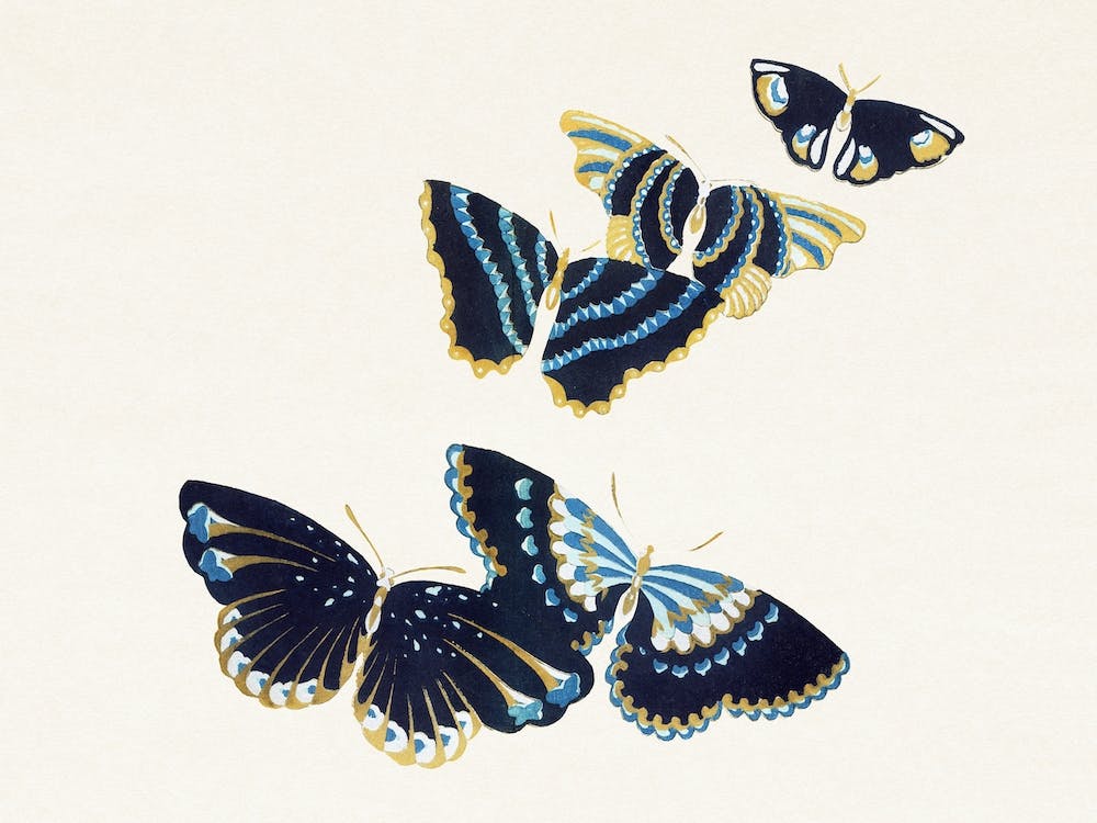Birds From Momoyogusa –Flowers Of A Hundred Generations, Kamisaka Sekka (13)