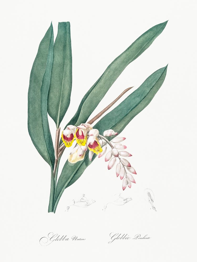 Shellflower, Pierre Joseph Redoute