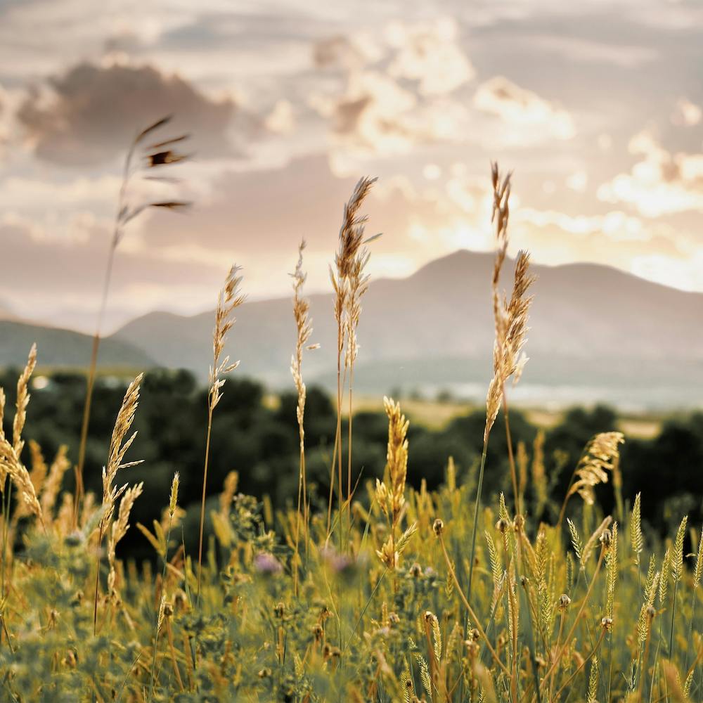 Northern New Mexico Wilderness