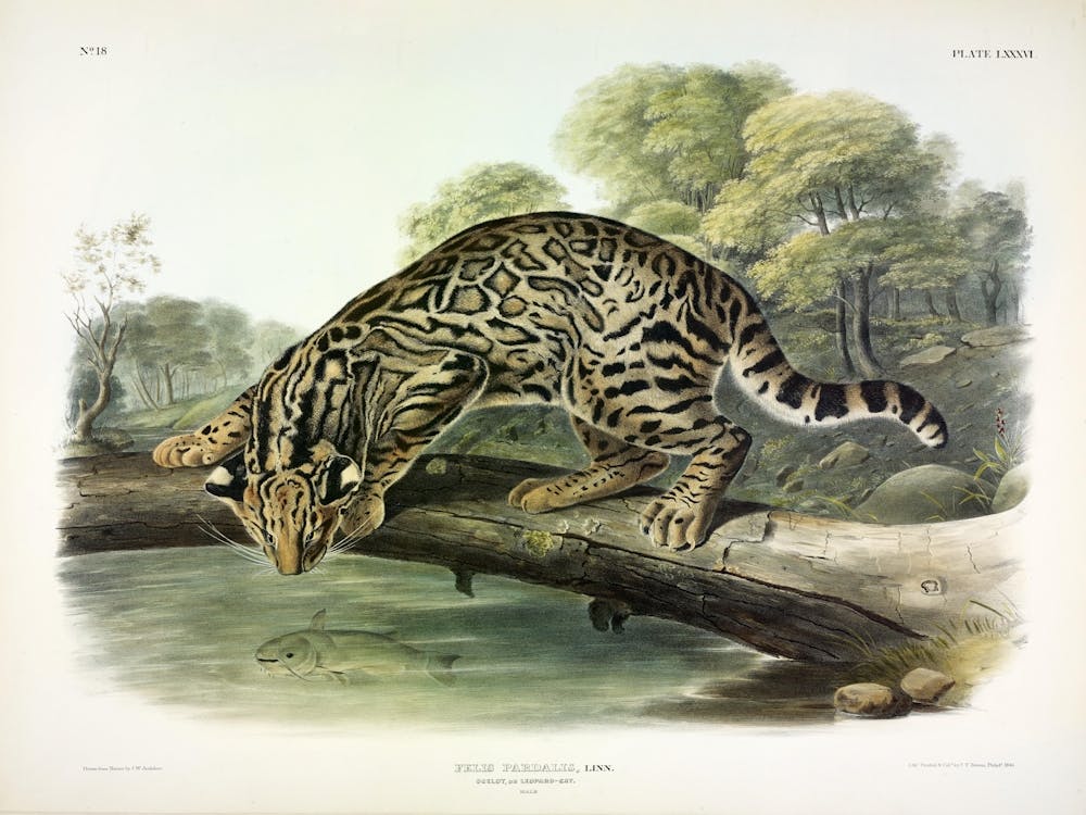 Leopard Cat, John James Audubon