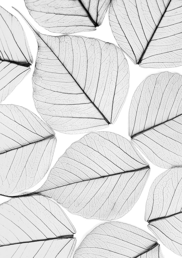 Skeleton Leaf II