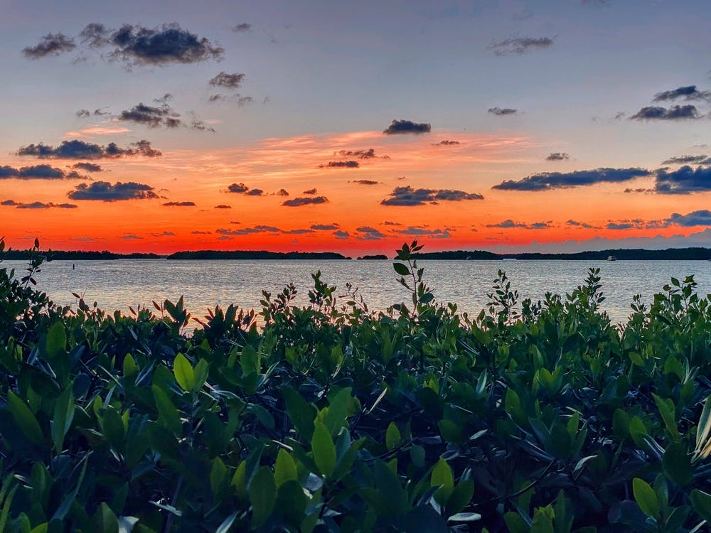 Sunset And Mangroves At Islamorada (Florida Keys Series)