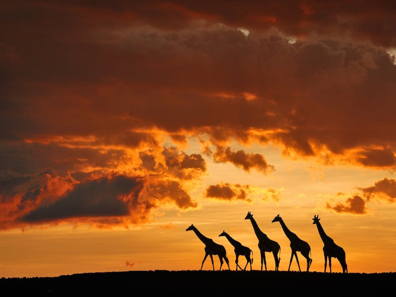 Five Giraffes