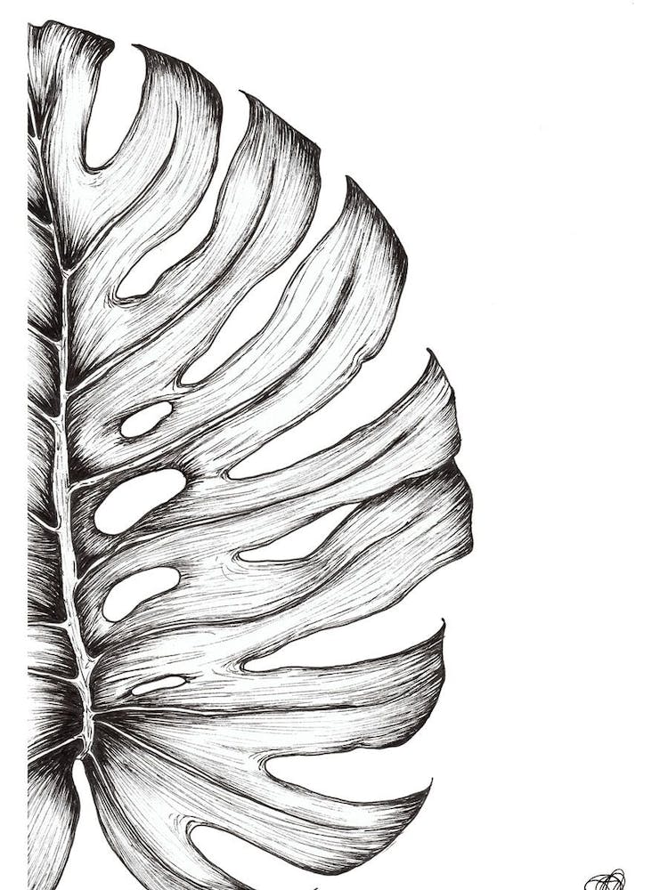 Black and White Monsteria Leaf Left
