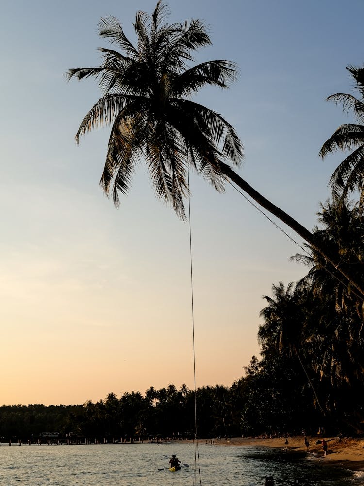 The Palm Swing | Koh Kood Thailand photography print