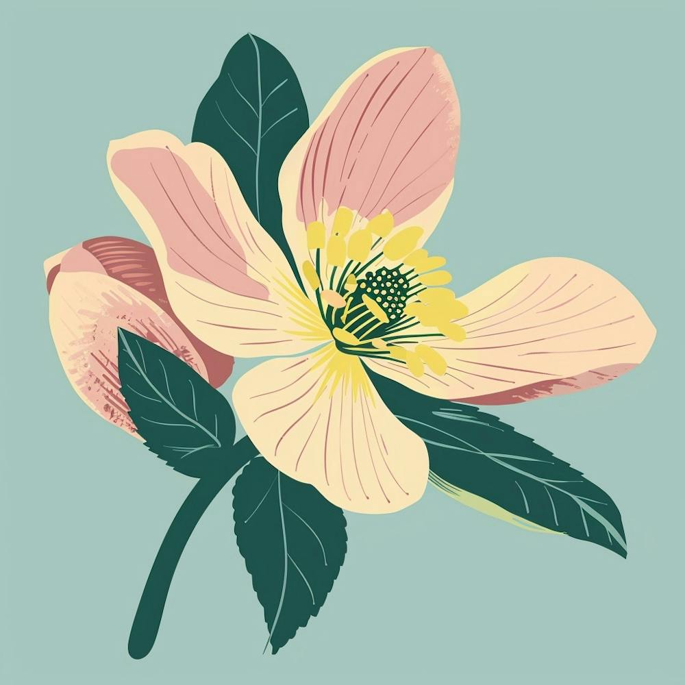 Hellebore 1 Square Flower Illustration