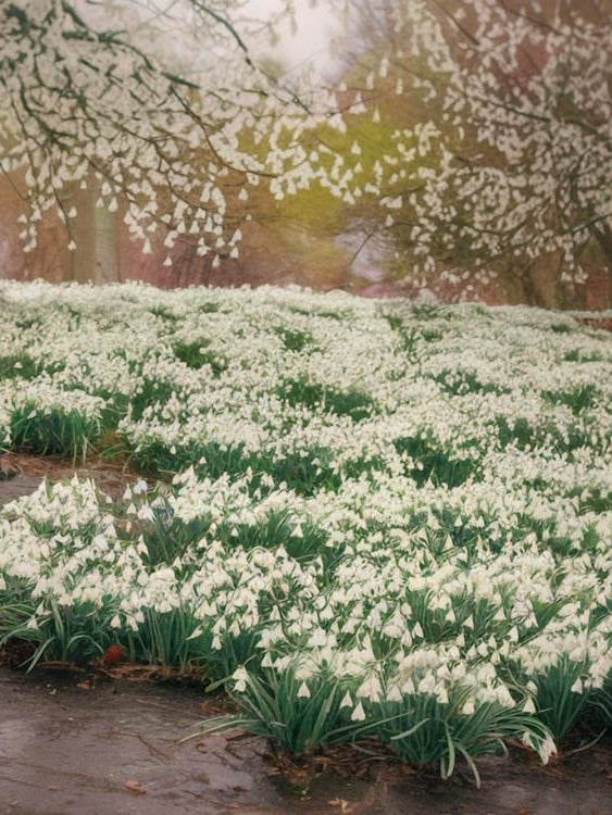 Enchanted Snowdrop Woodland - Winter Floral