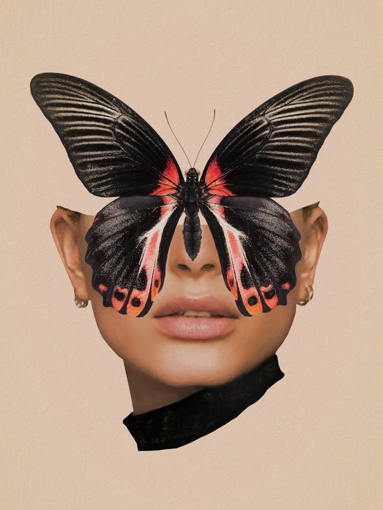 Black Butterfly 3