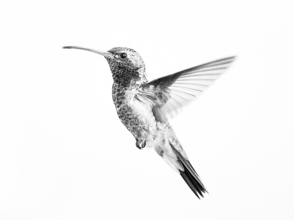 Modern Hummingbird