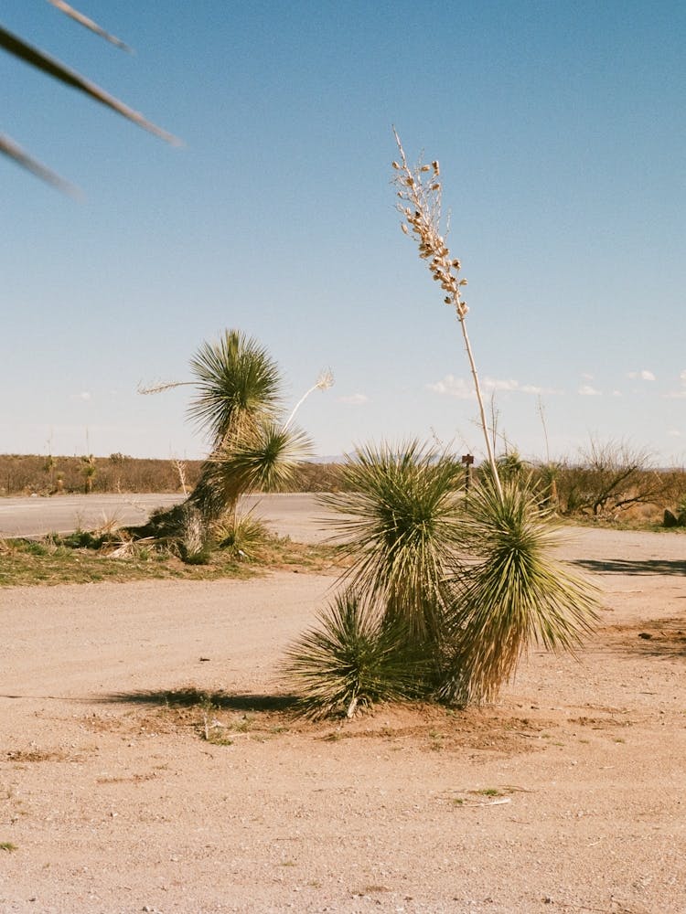 Joshua Tree In The Desert