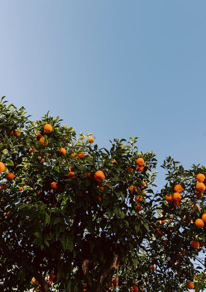 Orange Tree