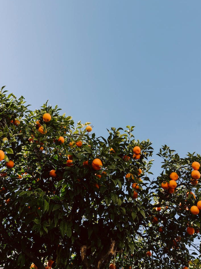 Orange Tree