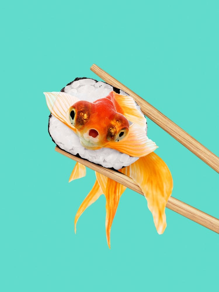 Sushi Goldfish
