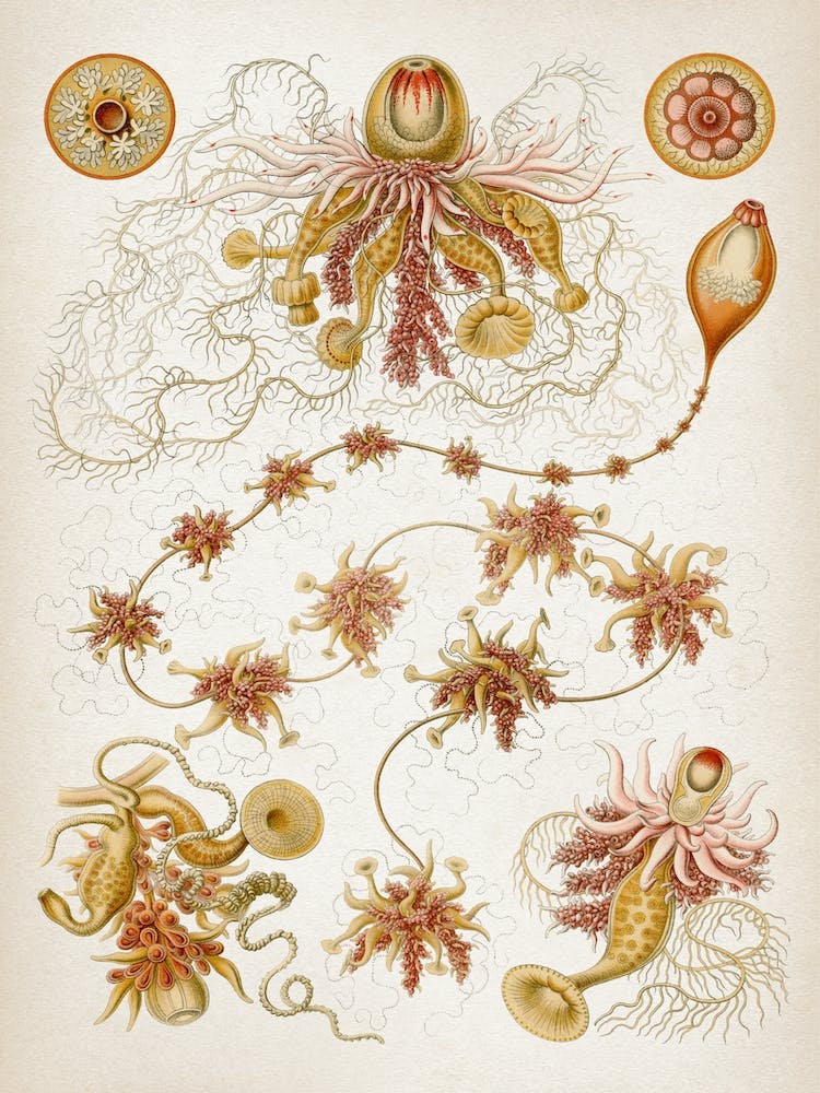 Vintage Haeckel 4 Tafel 7 Staatsquallen