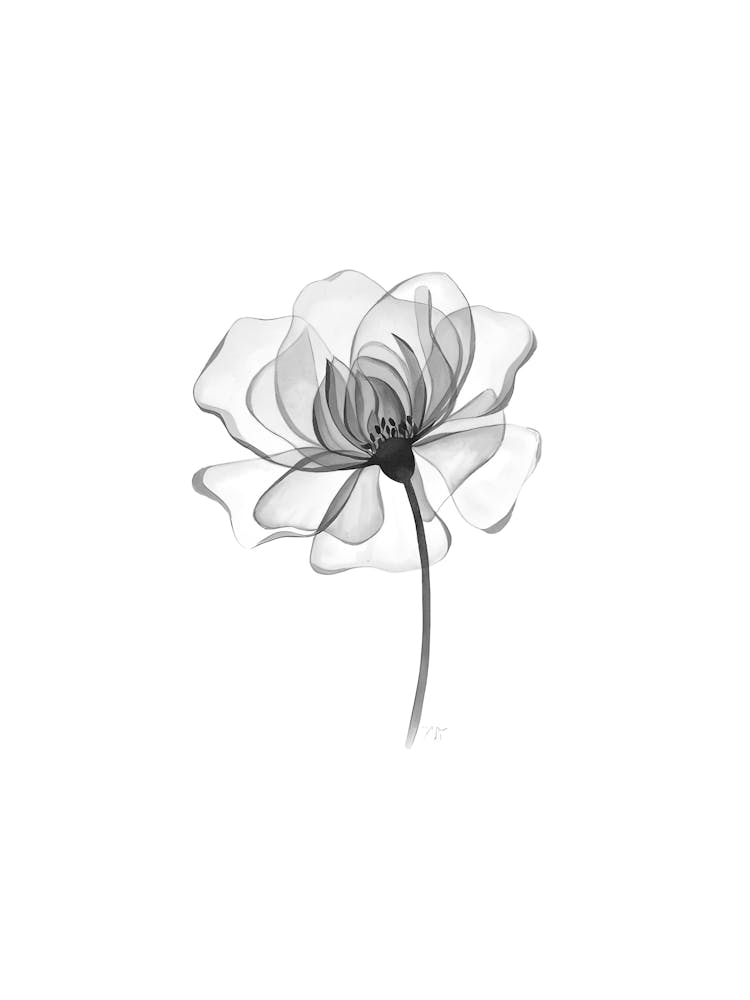 Flower In Black And White 1