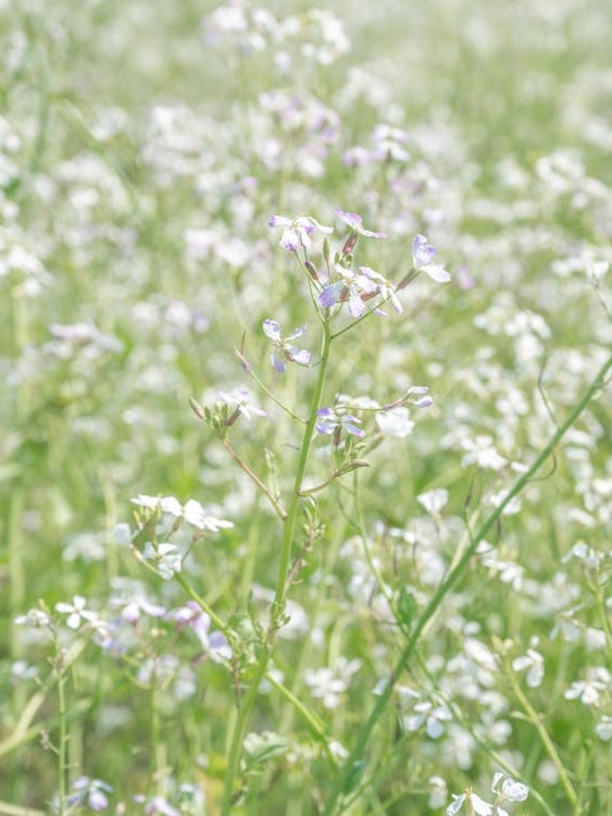 Botanical wild white radish flowers in a field art print - summer nature and travel photography by Christa Stroo