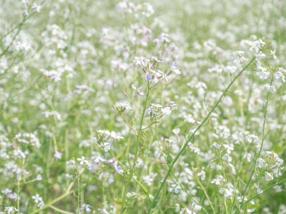 Botanical wild white radish flowers in a field art print - summer nature and travel photography by Christa Stroo
