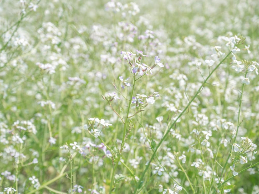 Botanical wild white radish flowers in a field art print - summer nature and travel photography by Christa Stroo
