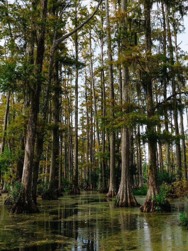 Charleston Cypress Gardens VII