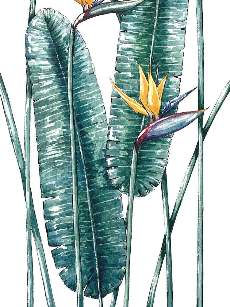 Tropical Banana Leaves In Watercolor