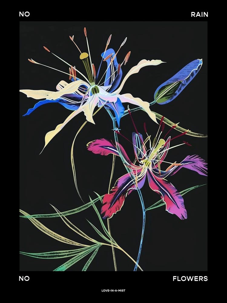 No Rain No Flowers Poster Love In A Mist Nigella 2