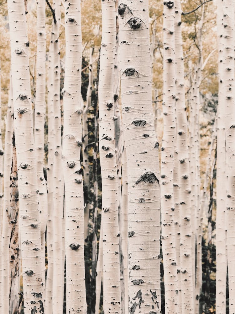 Aspen Tree Forest