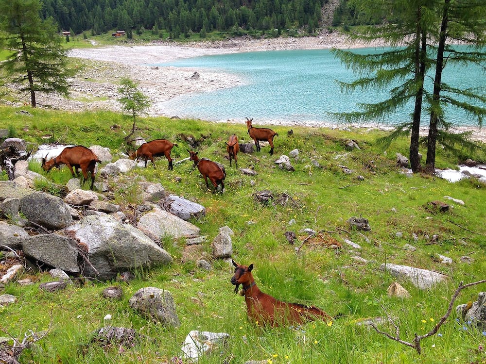Herd Of Goats in the Mountains