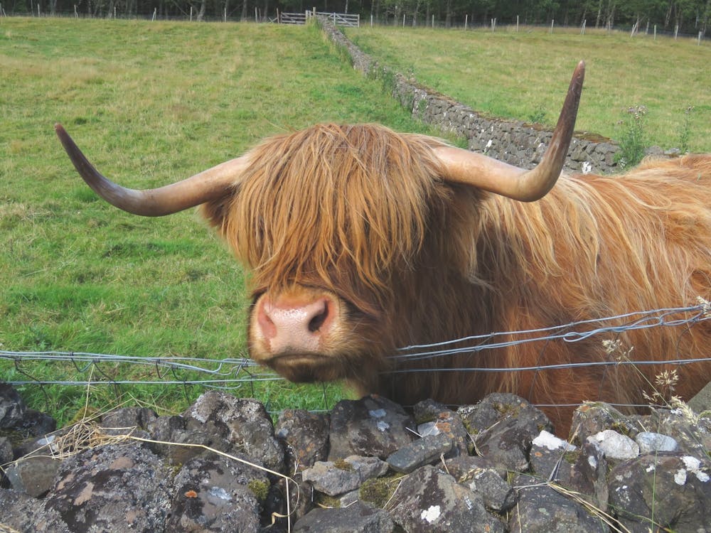 Highland Cow  in Scotland Field Stone Wall