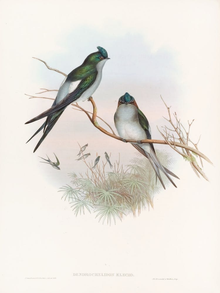 Two Swallows Perched On A Branch 2