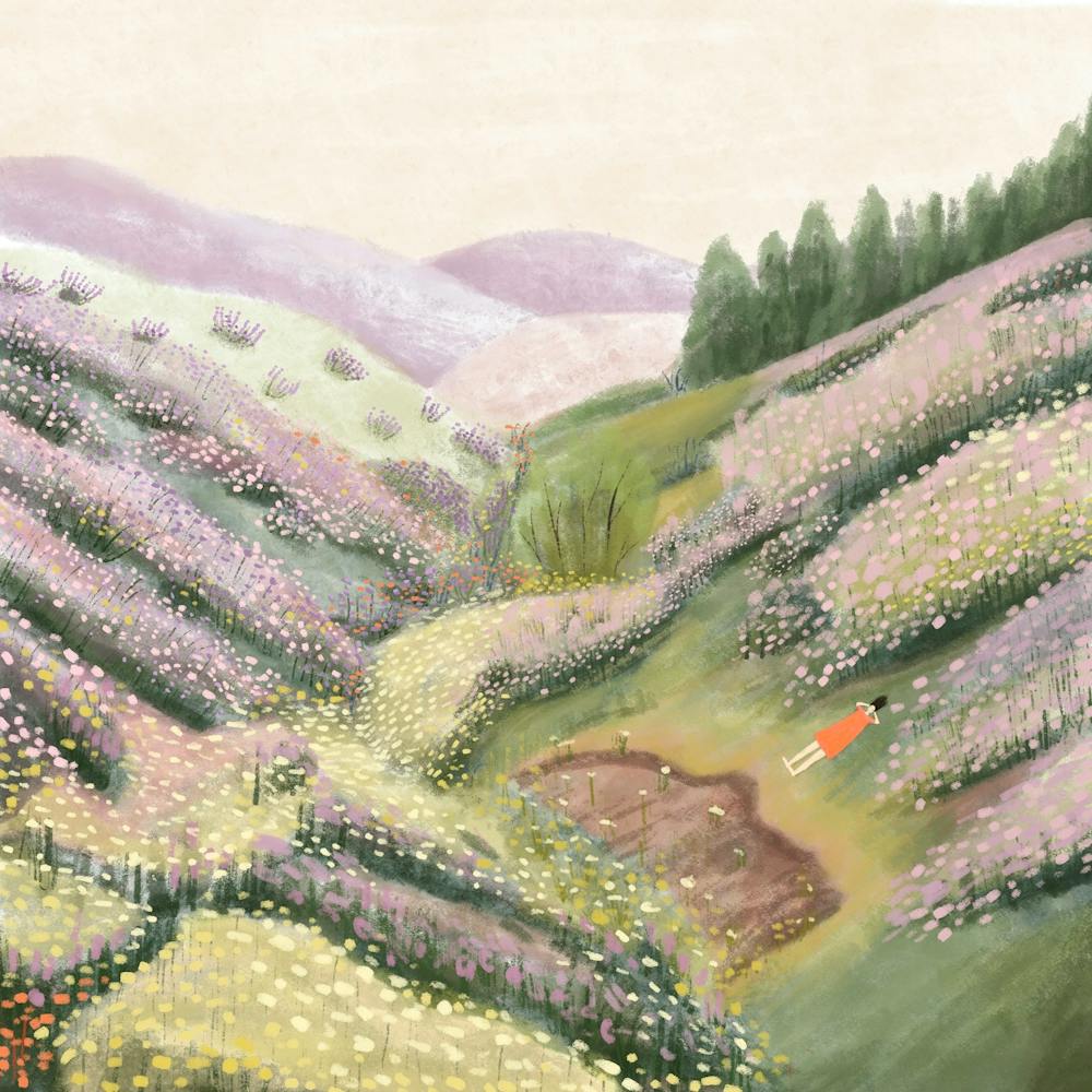 Lavender Field