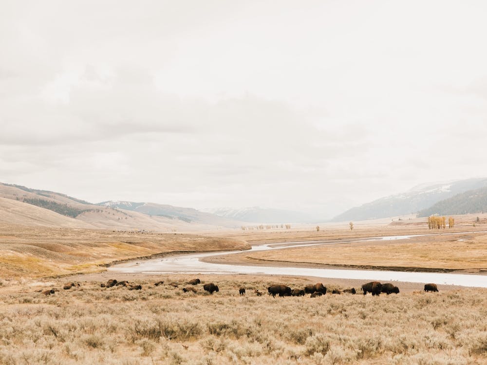 Rustic Bison Scenery