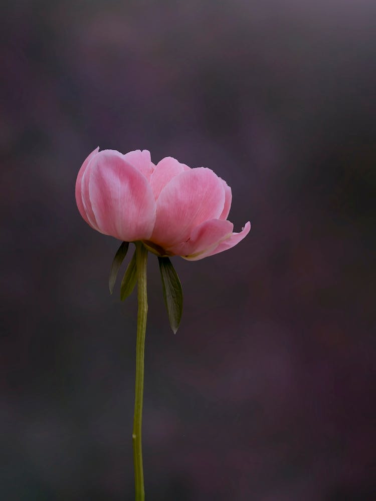 Moody Pink Peony
