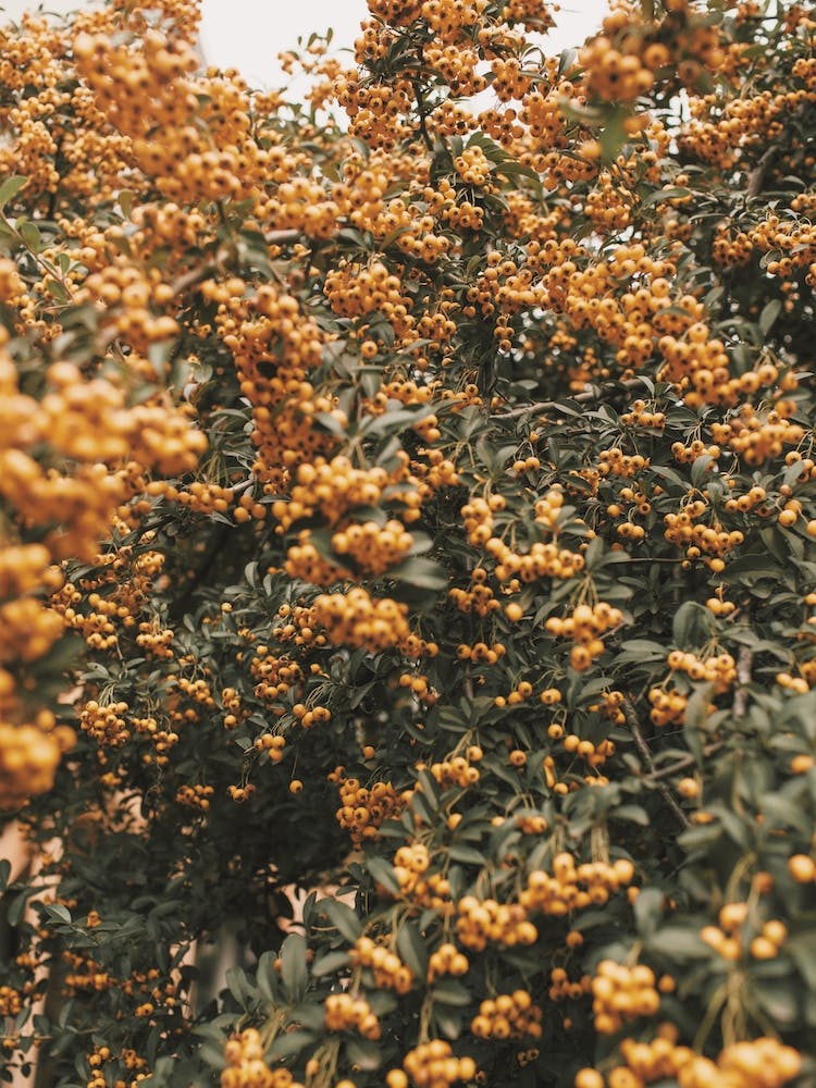 Autumn Flowers