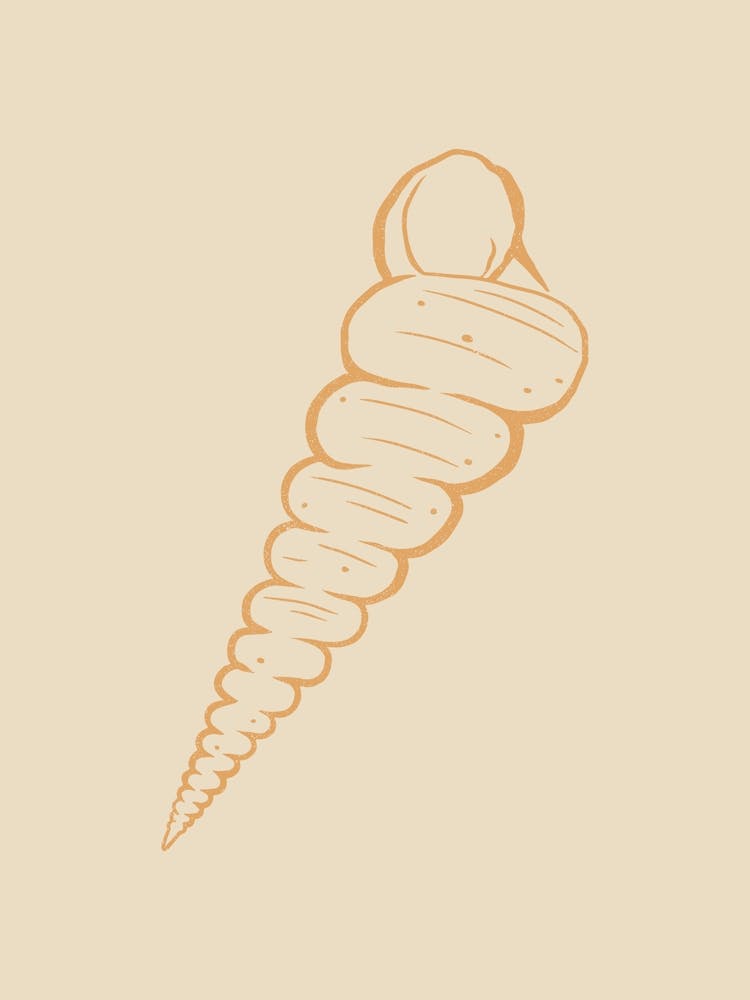 Seashell 09