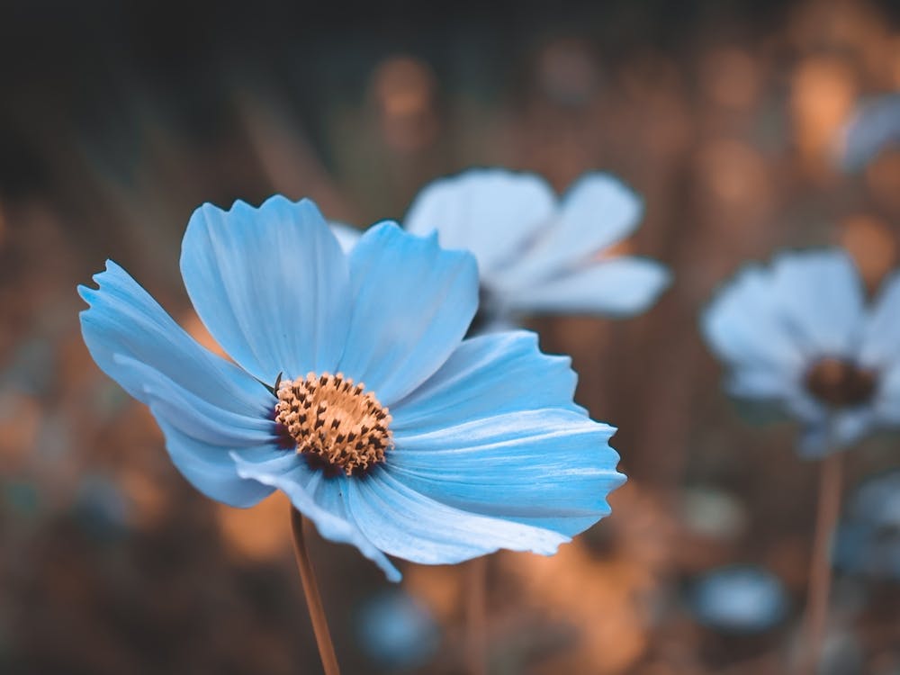 Blaue Kosmosblume