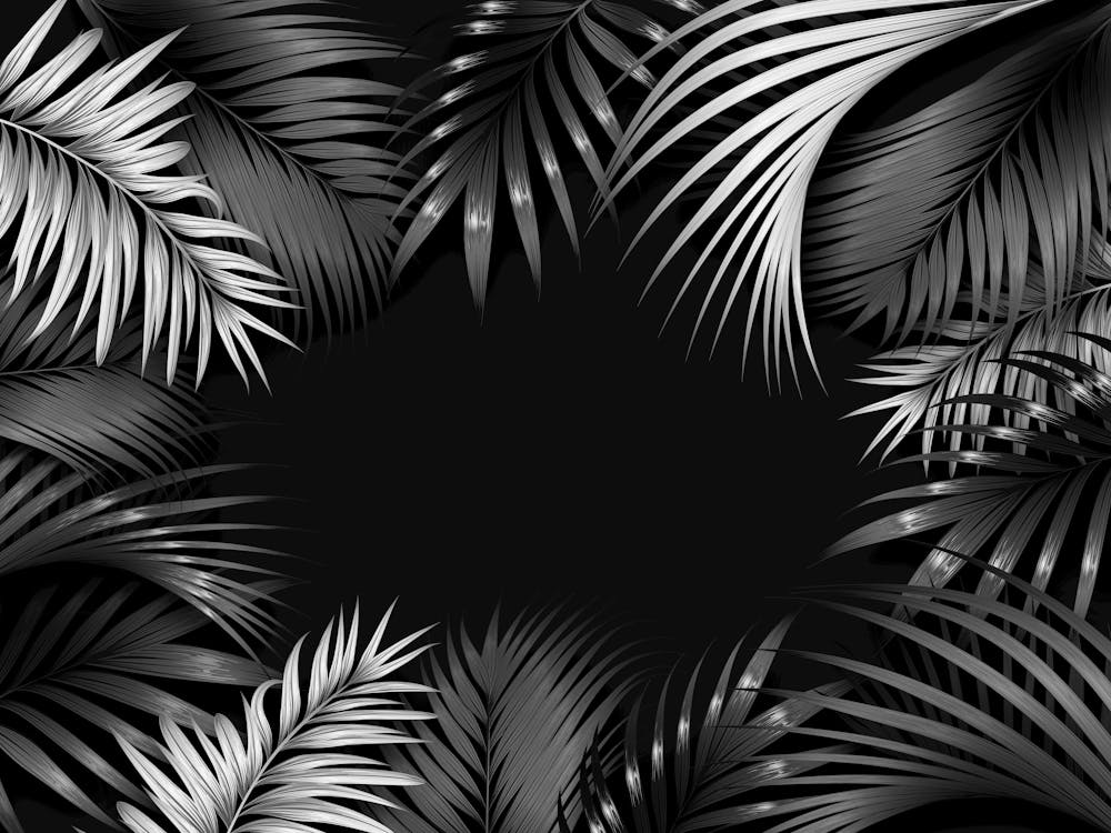 Black And White Palm Leaves 3