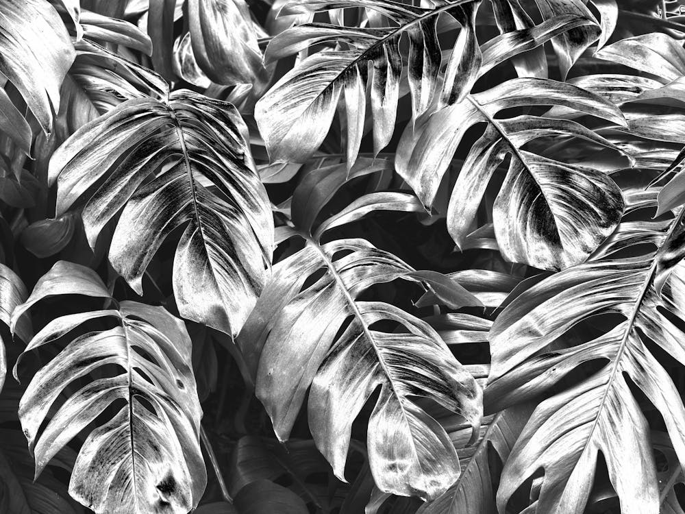 Black And White Tropical Leaves 2