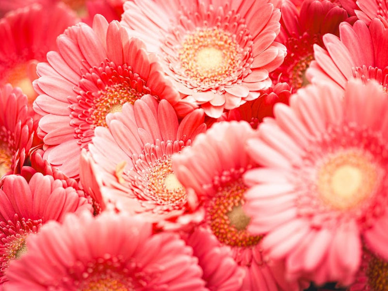 Pink Gerberas