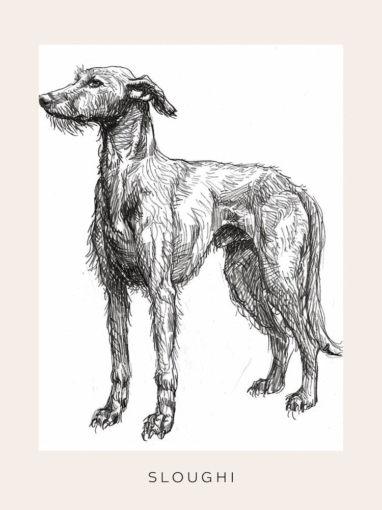 Sloughi Dog Line Sketch 3 Poster