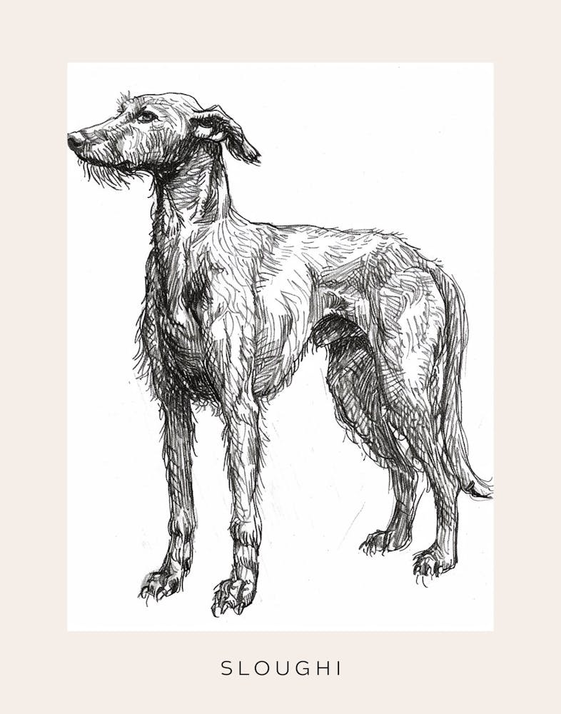 Sloughi Dog Line Sketch 3 Poster