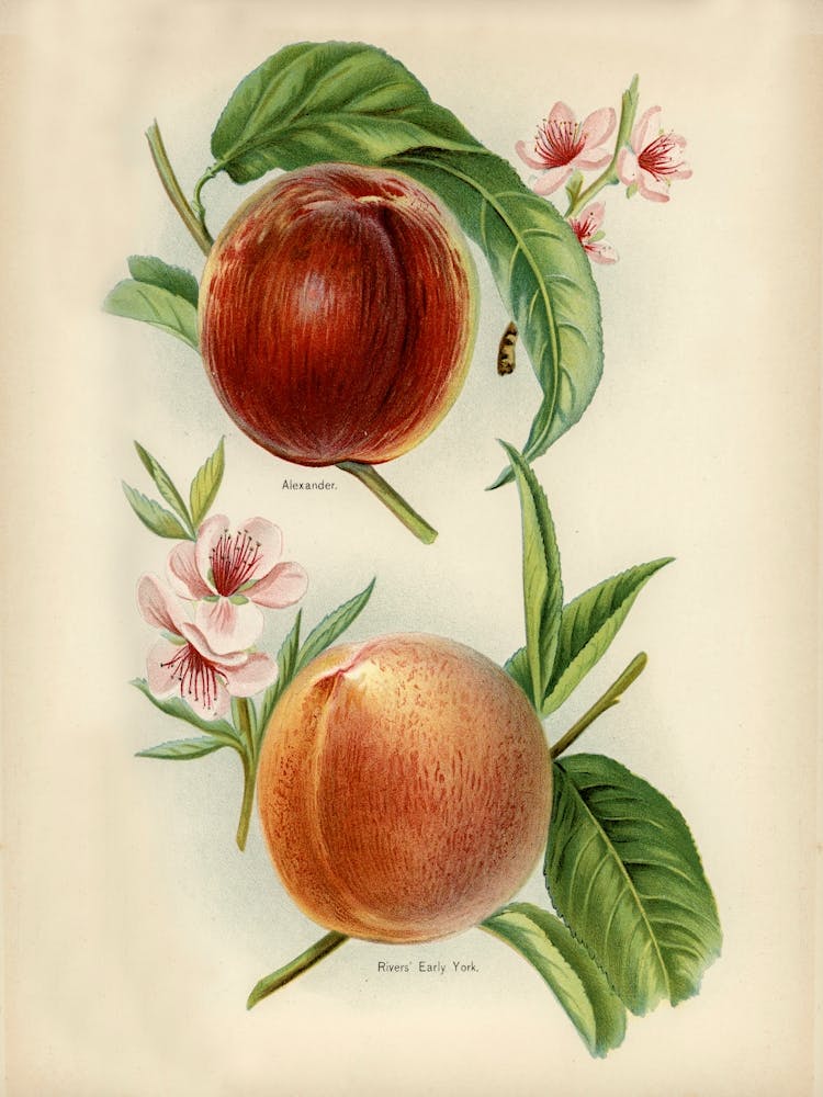 Vintage Illustration Of Alexander, Rivers Early York Nectarines, John Wright