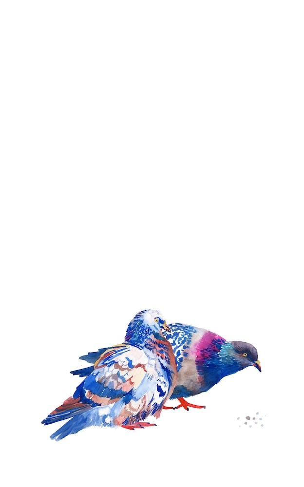 Pigeons 2