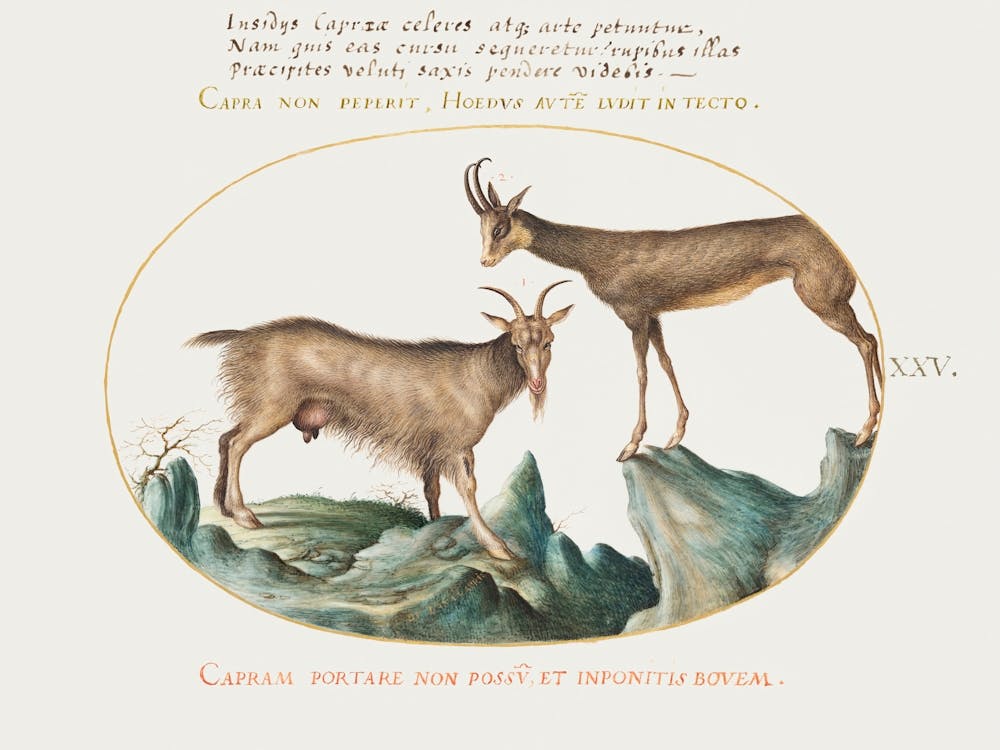 Two Wild Goats (1575–1580), Joris Hoefnagel