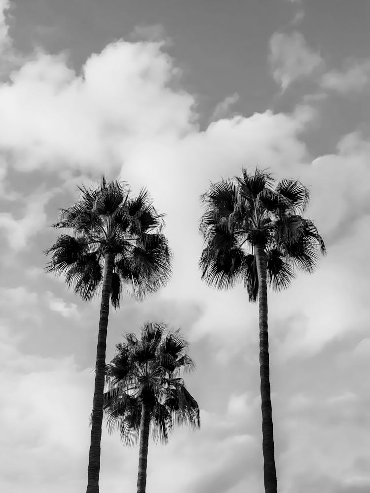 Palm Trees In The Sky 2