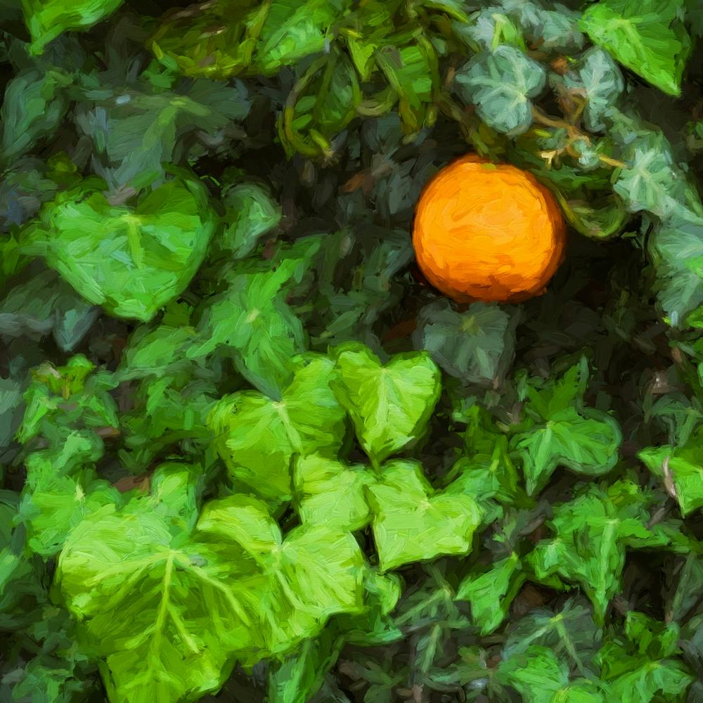 Orange And The Ivy Square