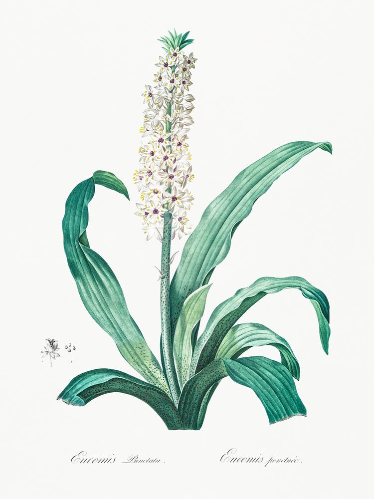 Eucomis Punctata, Pierre Joseph Redoute