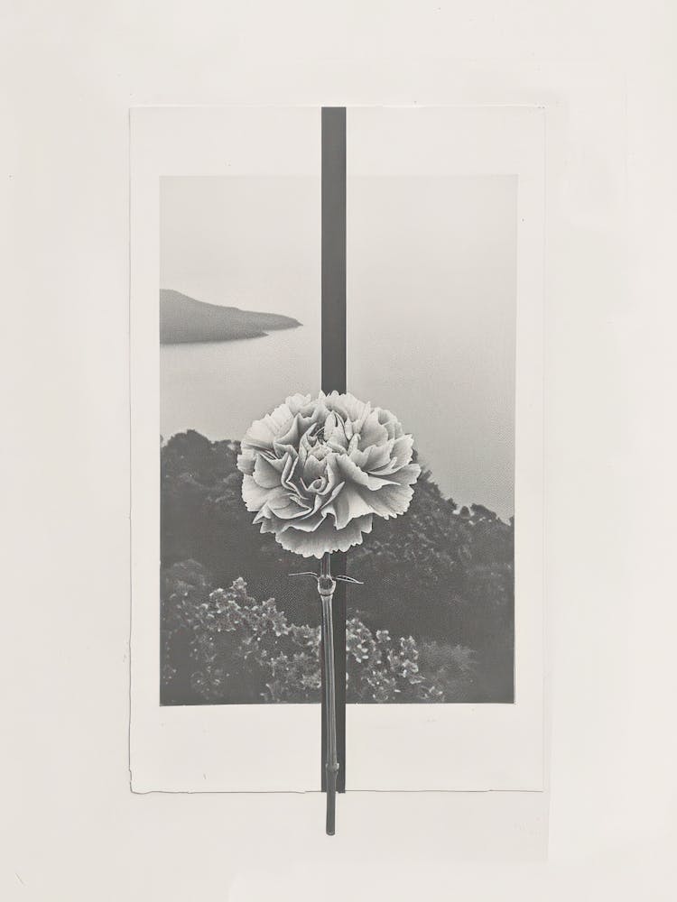 Carnation Flower Photo Collage 2