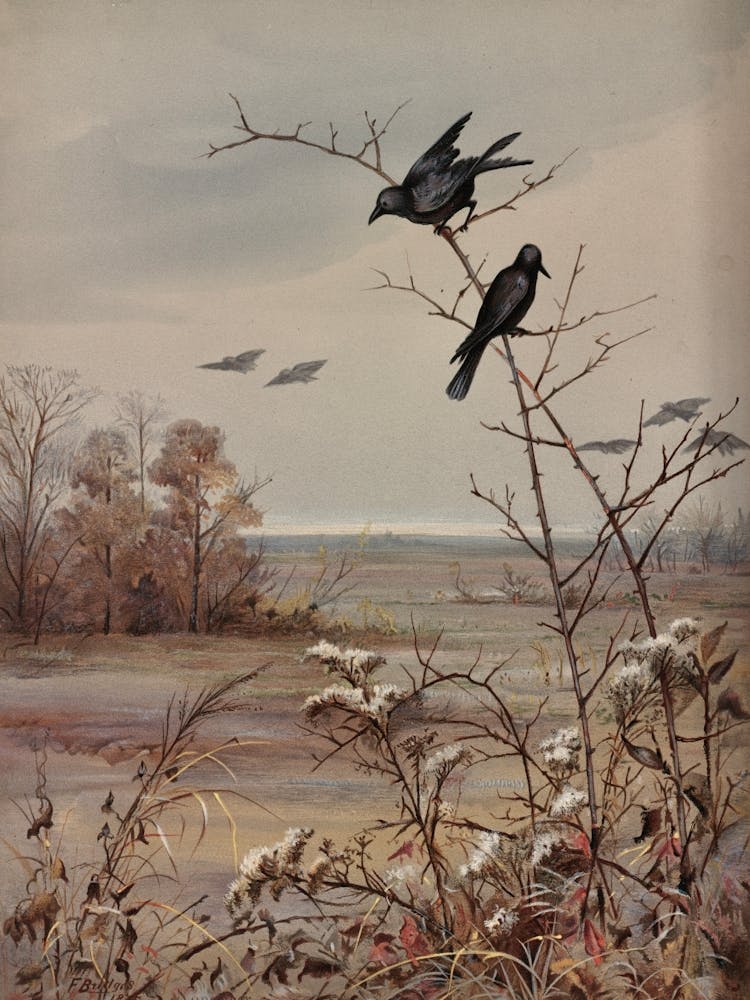Two Crows Perched On A Branch 1