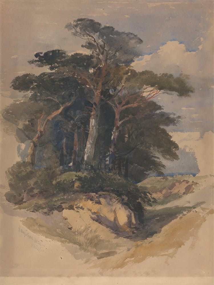 Pines On Hampstead Heath, James Heath